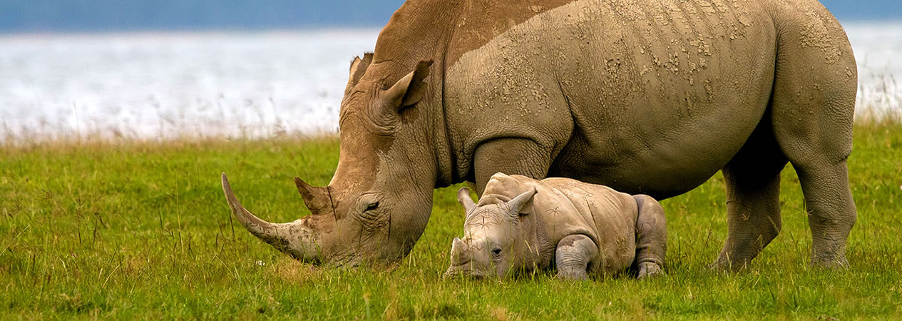Kenya Safaris