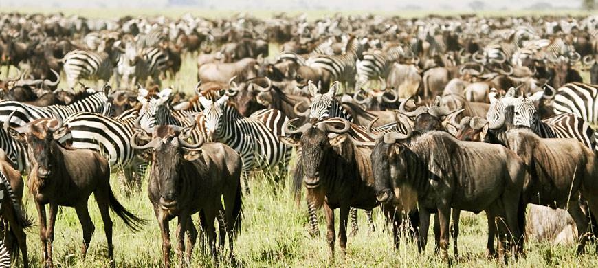 Tanzania Safaris